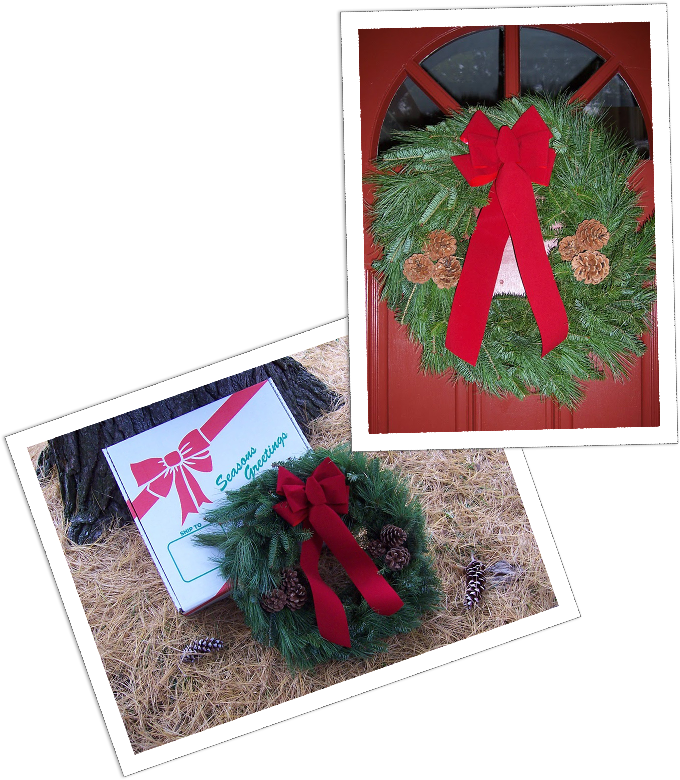 Two photos of our wreaths, one hanging on a red, the other propped against a tree next to the optional gift box.